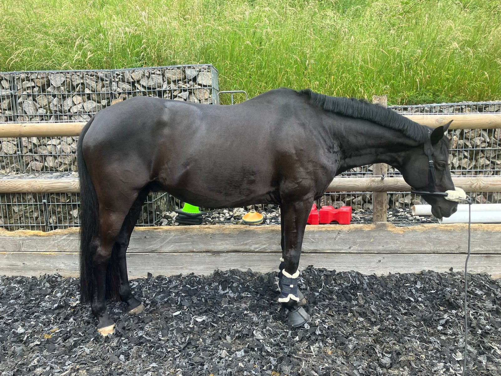 Berittpferd-Anton-letzter-TAg